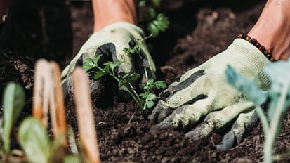 URBAN FOOD FOREST