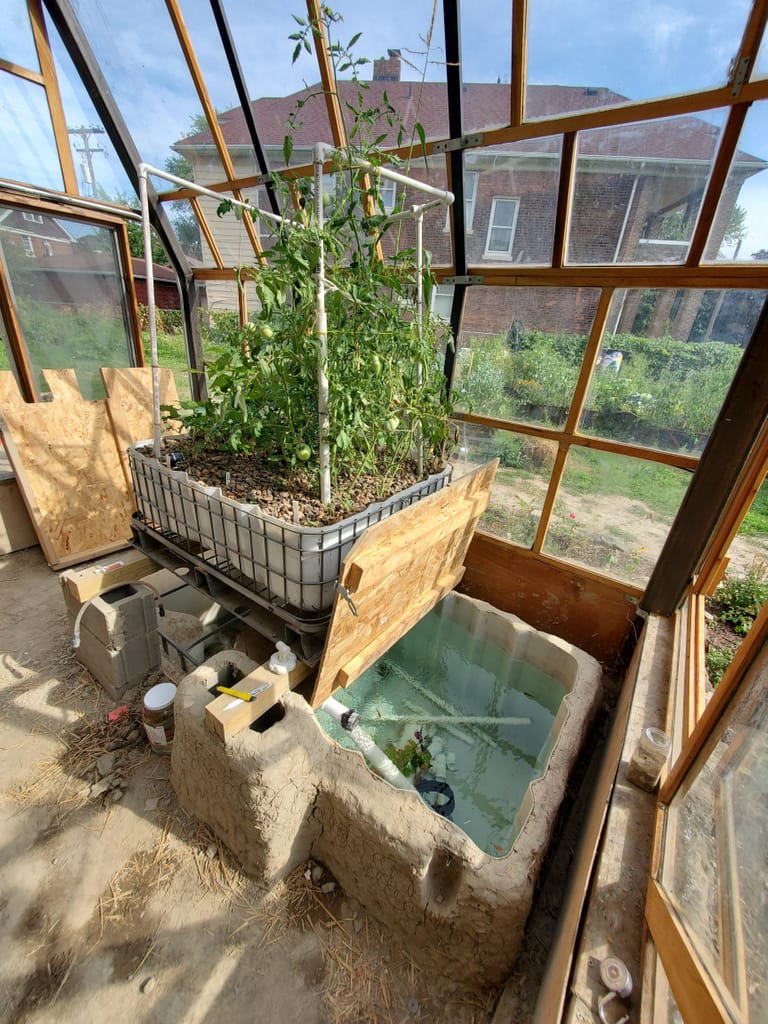 Tomatoes, Basil, Corn in the Aquaponic System